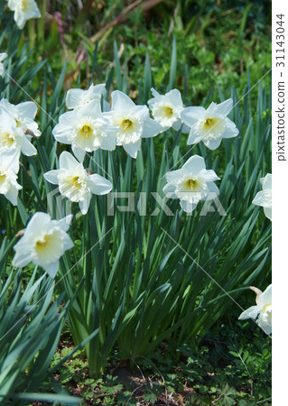 Taiko Narcissus Ice Forris 31143044