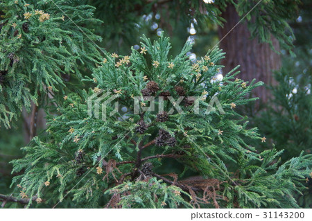 Cedar flower bud 'flower' is "solid" Cedar flower bud 'flower' is "solid" 31143200