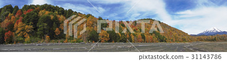 Autumn in Conguillio National Park 31143786