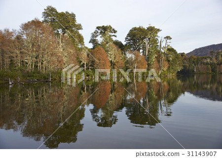 Autumn reflections in Conguillio National Park Autumn reflections in Conguillio National Park 31143907