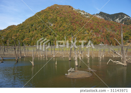 Autumn in Conguillio National Park Autumn in Conguillio National Park 31143971