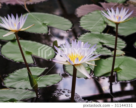 Nymphaea daubenyana var. tetragona flower Nymphaea daubenyana var. tetragona flower 31144331