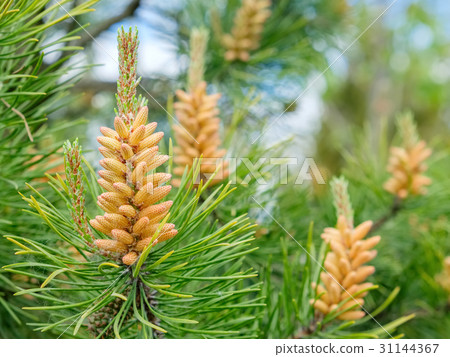 Twisted Pine in spring - Pinus contorta. Twisted Pine in spring - Pinus contorta. 31144367