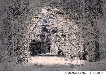 trees covered with snow in the winter night 31144834