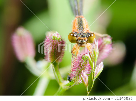 Ao montitonbo (immature) 31145085