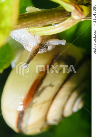 蝸牛(倒狀態) 蝸牛(倒狀態) 31145086