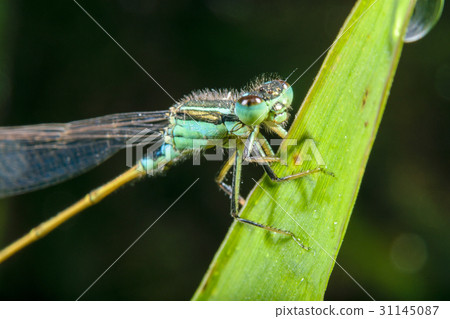 Ao montitonbo Ao montitonbo 31145087