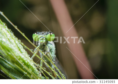 Ao montitonbo（正面圖） 31145093