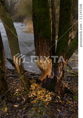 Tear bitted by a beaver Tear bitted by a beaver 31145506