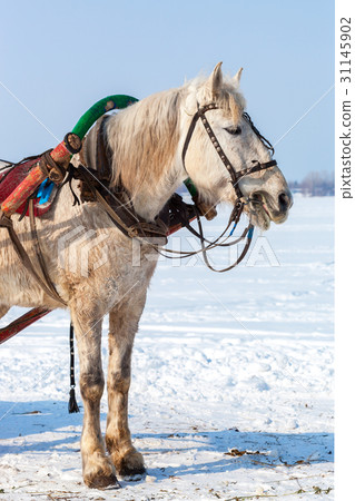 White horse with harness in winter sunny day White horse with harness in winter sunny day 31145902