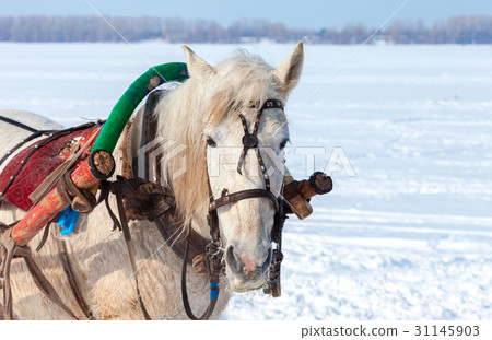 Head of white horse with harness in wintertime 31145903