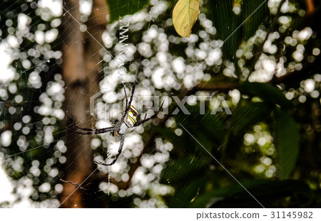 Indian Signature Spider Indian Signature Spider 31145982