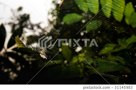 Indian Signature Spider 31145983