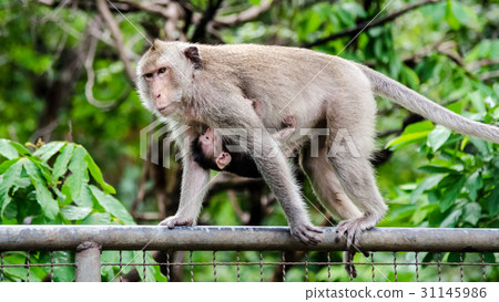 Mother and baby monkey on metal french Mother and baby monkey on metal french 31145986