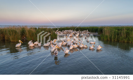 white pelicans (pelecanus onocrotalus) white pelicans (pelecanus onocrotalus) 31145991