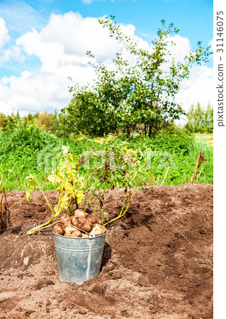 Freshly dug potatoes in metal bucket  31146075
