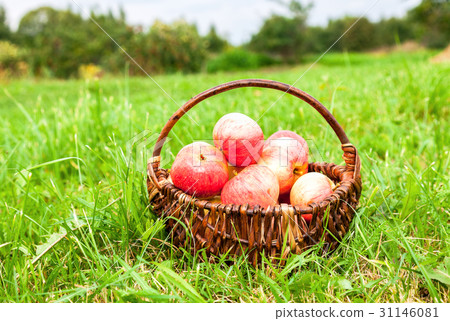 Wooden wicker basket with fresh ripe apples  31146081