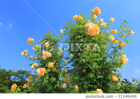 Ikuta Green Area Burakuen 31146488