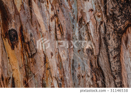 abstract texture and pattern of eucalyptus tree 31146538
