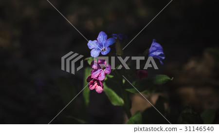 small blue field flower small blue field flower 31146540