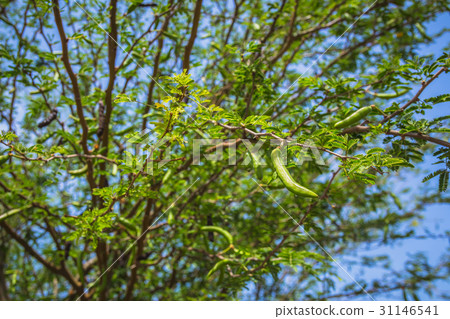 Branch of carob tree with unripe pods Branch of carob tree with unripe pods 31146541
