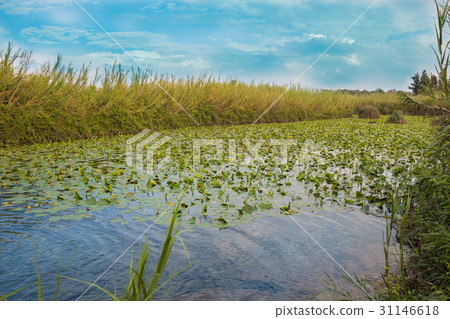 Water Lily Pool of Yarkon National Park 31146618