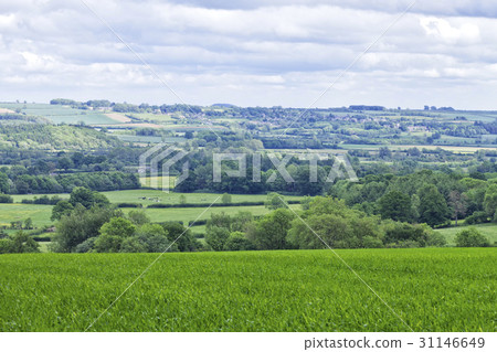 Green english countryside with farms, meadows tree 31146649