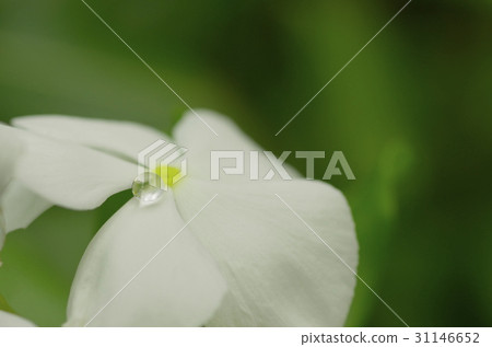 A drop A drop 31146652