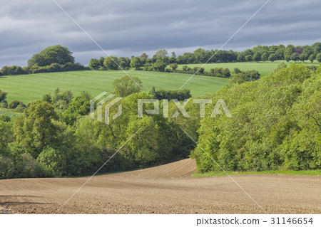 plowed agriculture field, green wheat farm on hill 31146654