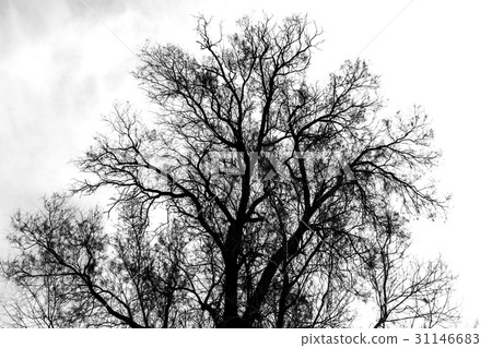 Silhouette of bare tree - black and white 31146683