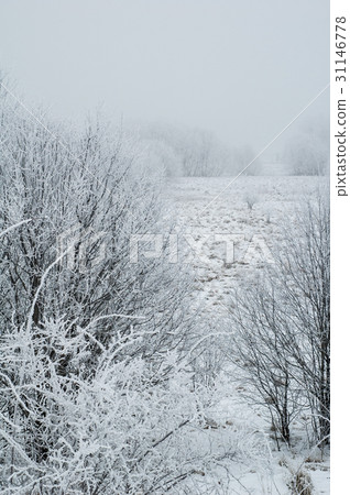 Fog in the winter, the trees covered hoarfrost Fog in the winter, the trees covered hoarfrost 31146778