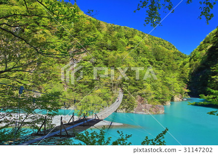 在晴朗的天氣下吊橋 31147202