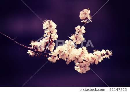 Apricot tree flower 31147223