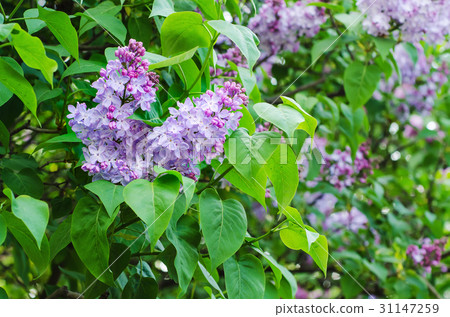 Spring lilac flowers Spring lilac flowers 31147259