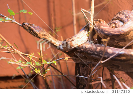 納塔爾蟒蛇蛇動物園飼養 納塔爾蟒蛇蛇動物園飼養 31147350