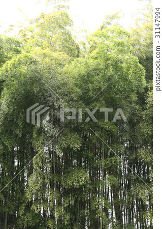  Bamboo grove 31147994