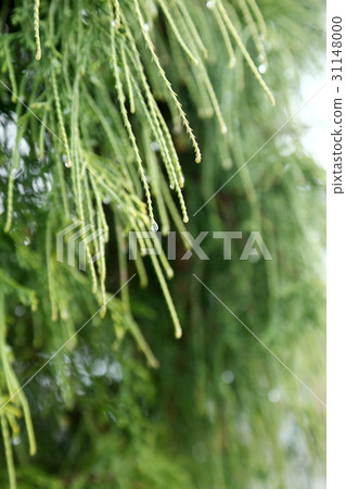 Drops in a pine needle 31148000