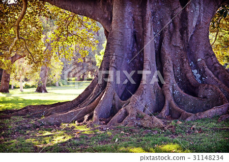 Roots and trunk of a giant fig tree Roots and trunk of a giant fig tree 31148234