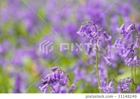 Blue Bell Forest UK 31148249