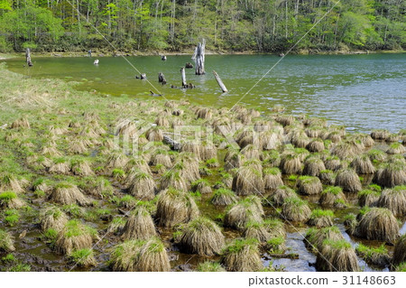 Marunuma's valley bridge and dead tree 31148663