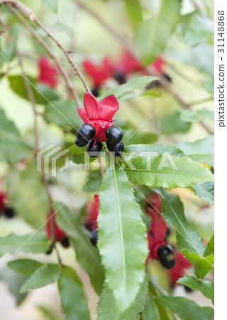 米老鼠樹 31148868