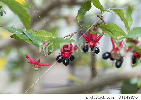 米老鼠樹 31148870