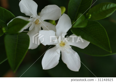 Ceylon liteia 31148925