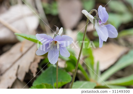 Violets blooming in the field 31149300