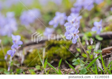 Violets blooming in the field Violets blooming in the field 31149303