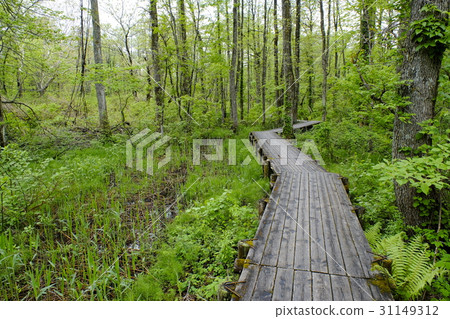 The wooden bridge of Nakaeganuma Nature Trial Road of the fresh green The wooden bridge of Nakaeganuma Nature Trial Road of the fresh green 31149312