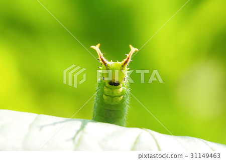 Larva of Omurasaki - Great purple emperor 31149463