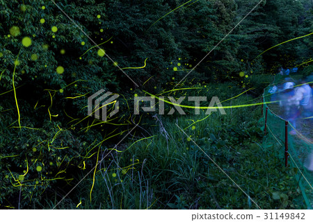 Night of fireflies of firefly of night of early summer 31149842