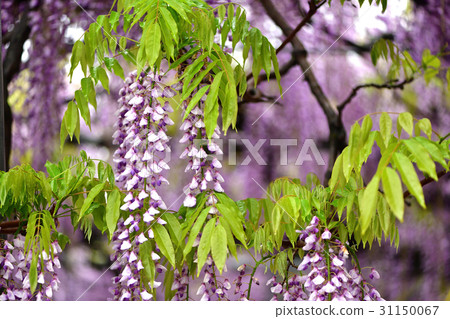 Flowers 31150067