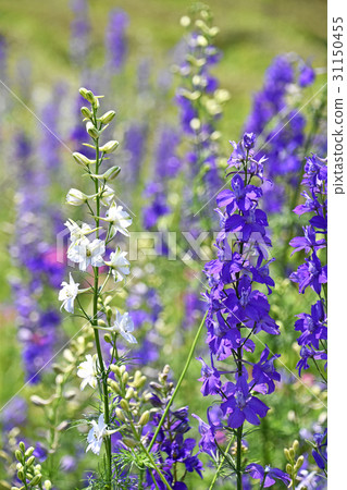 飛燕草 飛燕草 31150455